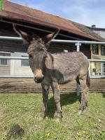 Esel Hengst Namens Hoki abzugeben