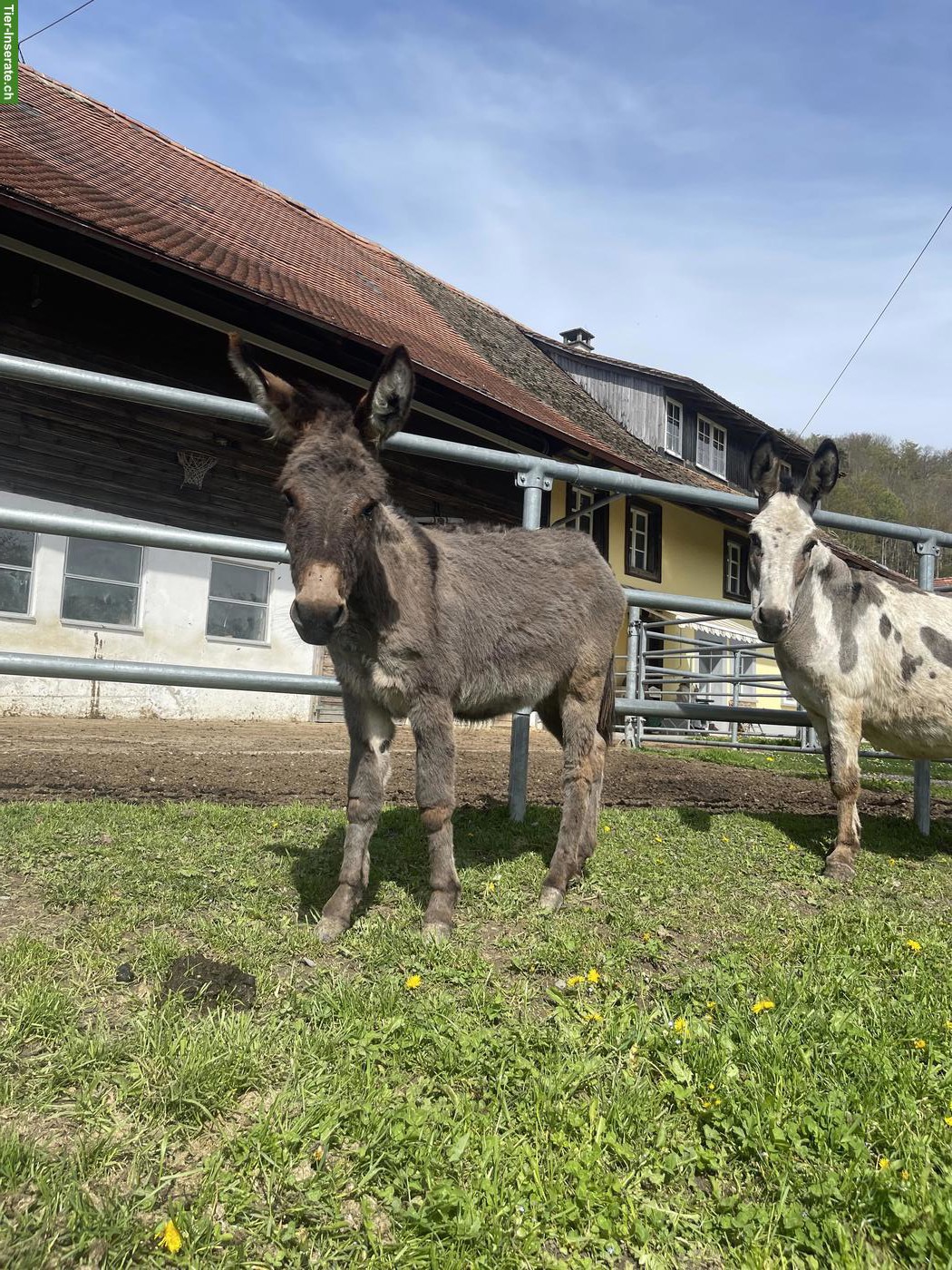 Bild 2: Esel Hengst Namens Hoki abzugeben