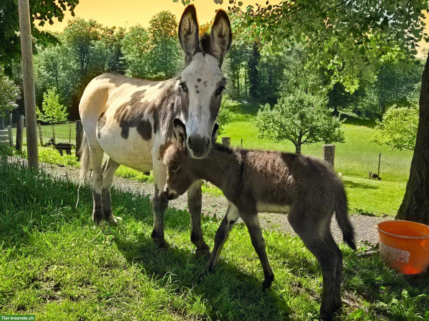 Bild 3: Esel Hengst Namens Hoki abzugeben