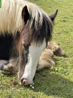 Irish Cob Stutfohlen in der Farbe schwarz tobiano