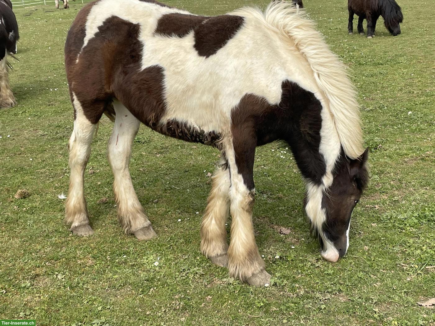 Bild 3: Irish Cob Stutfohlen in der Farbe schwarz tobiano