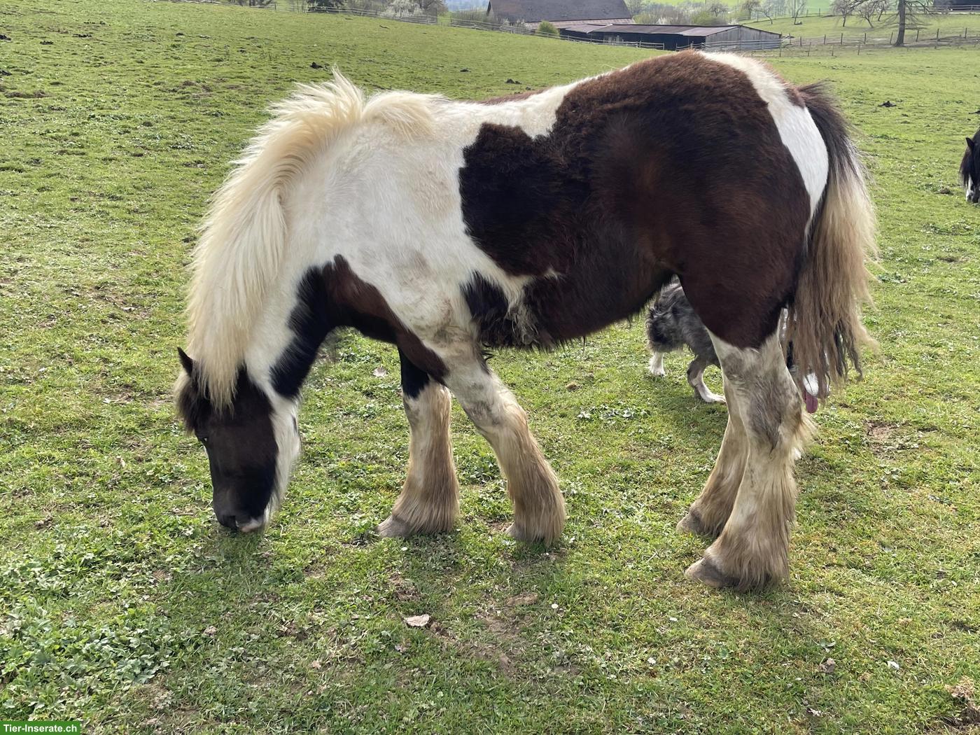 Bild 4: Irish Cob Stutfohlen in der Farbe schwarz tobiano