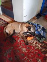 Belgischer Schäferhund, Malinois Welpen, männlich