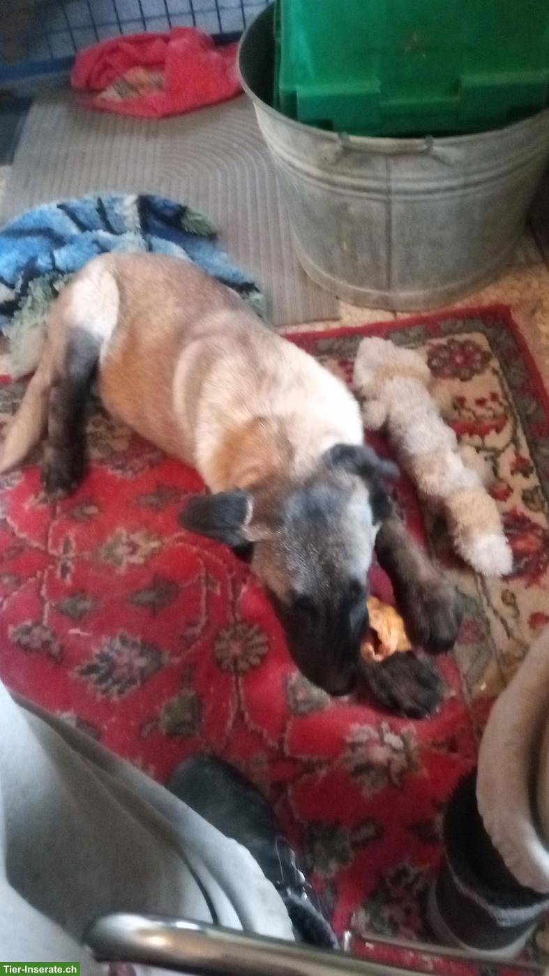 Bild 2: Belgischer Schäferhund, Malinois Welpen, männlich