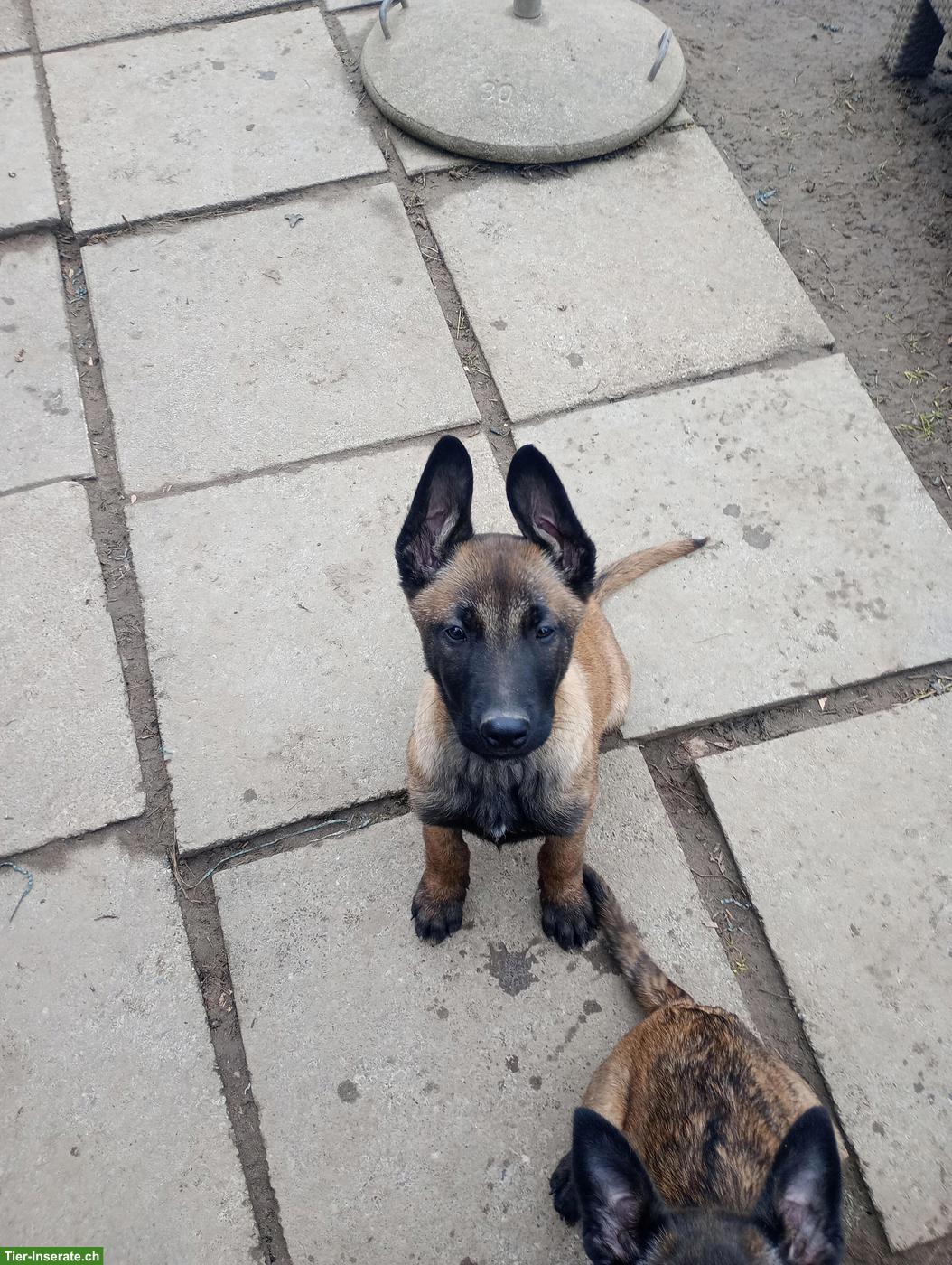 Bild 3: Belgischer Schäferhund, Malinois Welpen, männlich