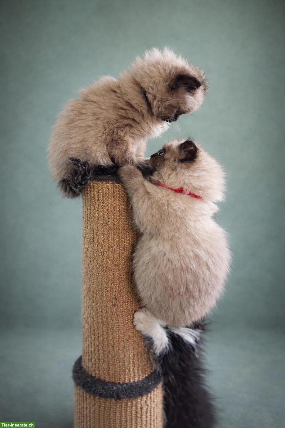 Typvolle Ragdoll Kitten in Seal Point