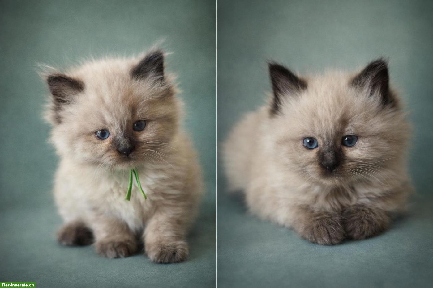 Bild 2: Typvolle Ragdoll Kitten in Seal Point