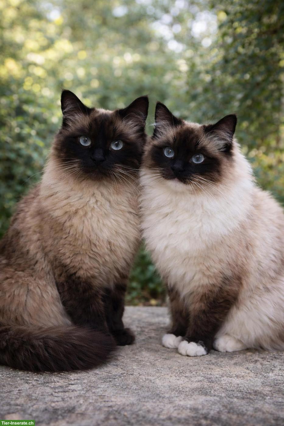 Bild 3: Typvolle Ragdoll Kitten in Seal Point