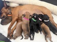 Reinrassige Zwergpinscher Welpen