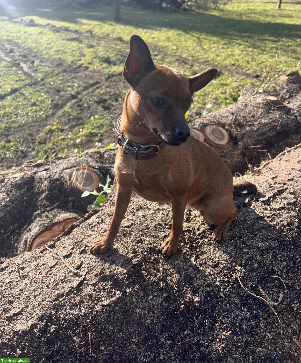 Bild 2: Reinrassige Zwergpinscher Welpen