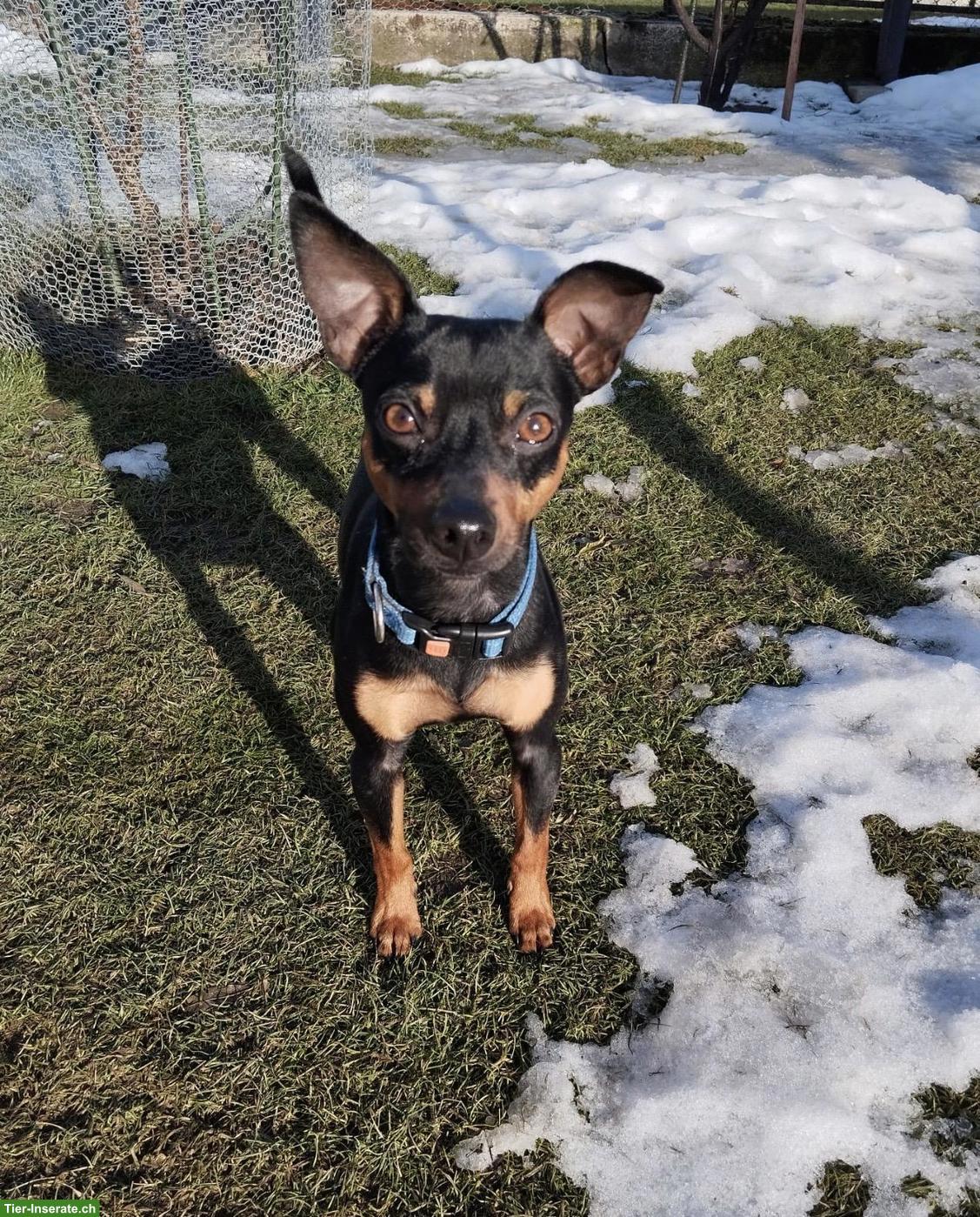 Bild 3: Reinrassige Zwergpinscher Welpen