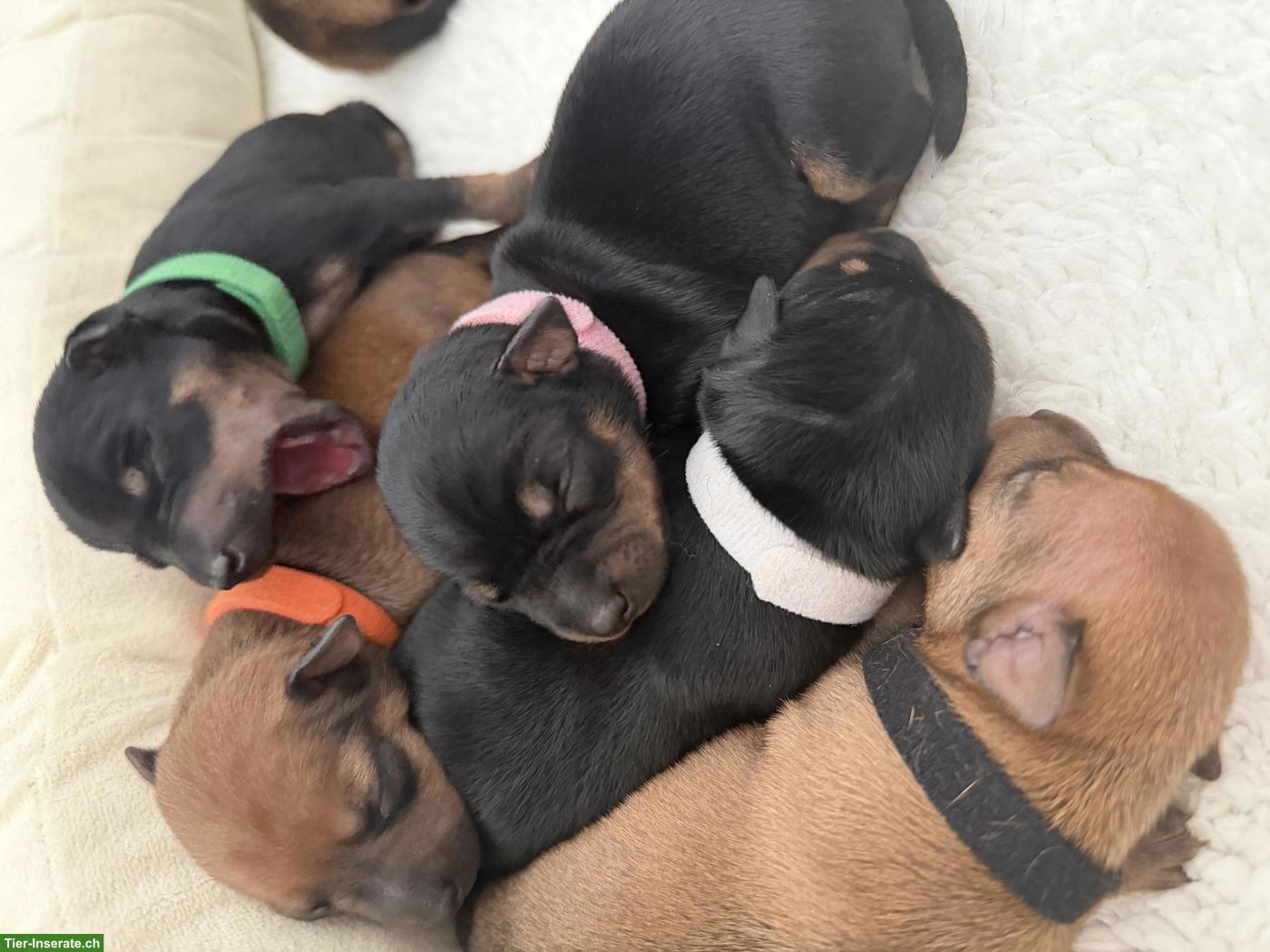 Bild 4: Reinrassige Zwergpinscher Welpen