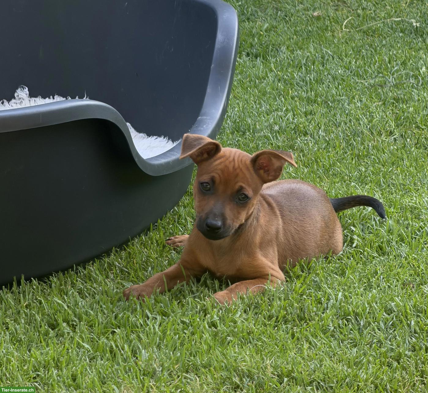 Bild 5: Reinrassige Zwergpinscher Welpen