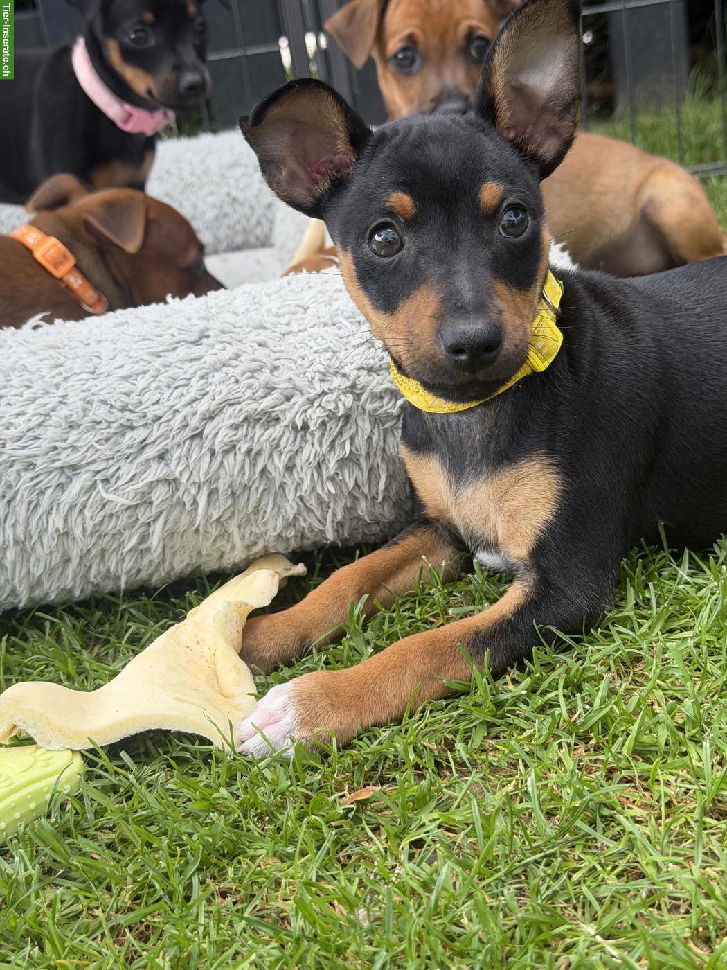 Bild 6: Reinrassige Zwergpinscher Welpen
