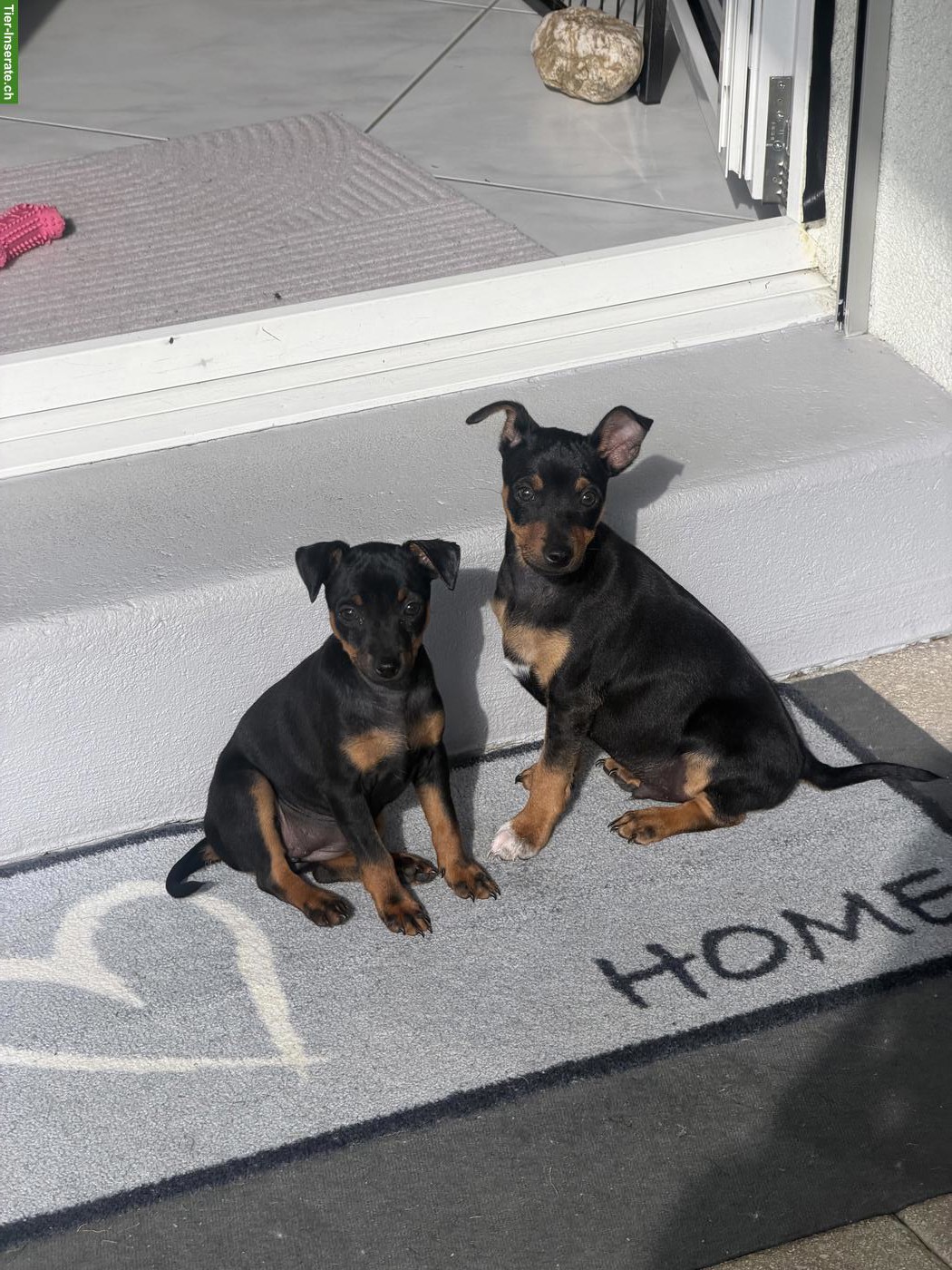 Bild 7: Reinrassige Zwergpinscher Welpen