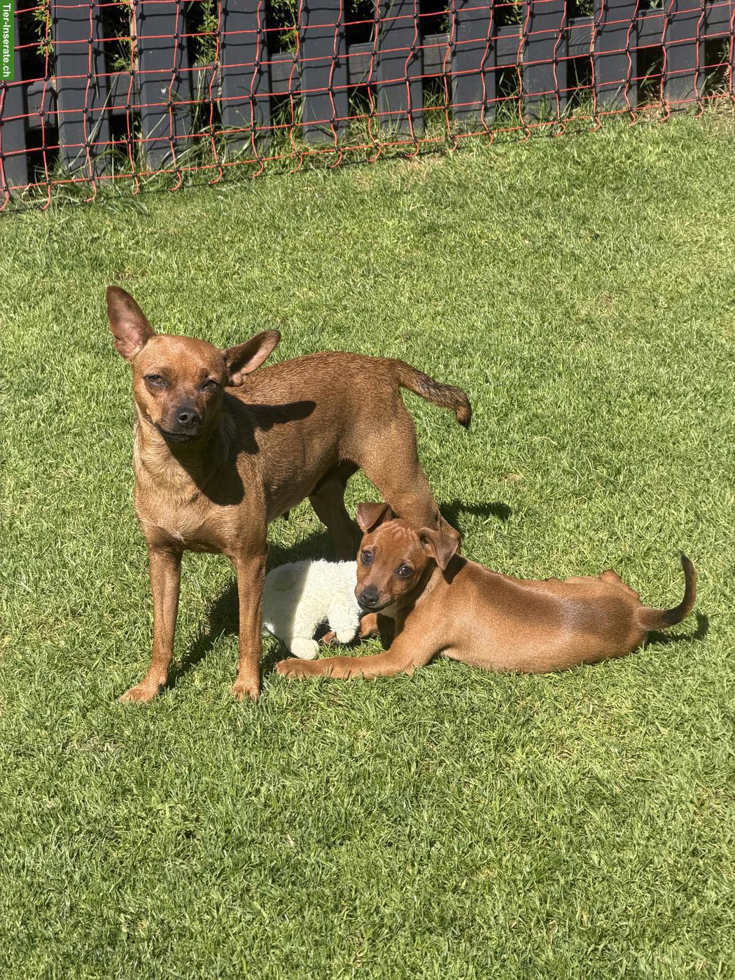 Bild 8: Reinrassige Zwergpinscher Welpen