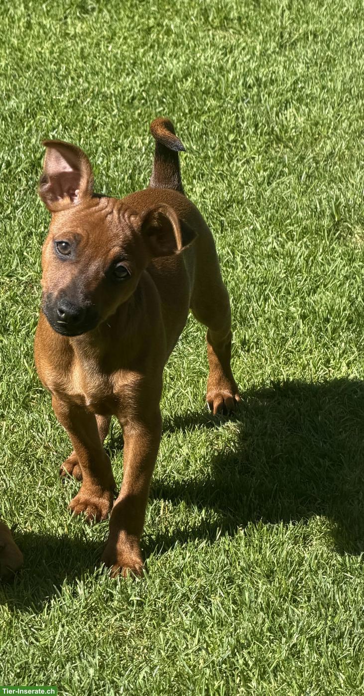 Bild 9: Reinrassige Zwergpinscher Welpen