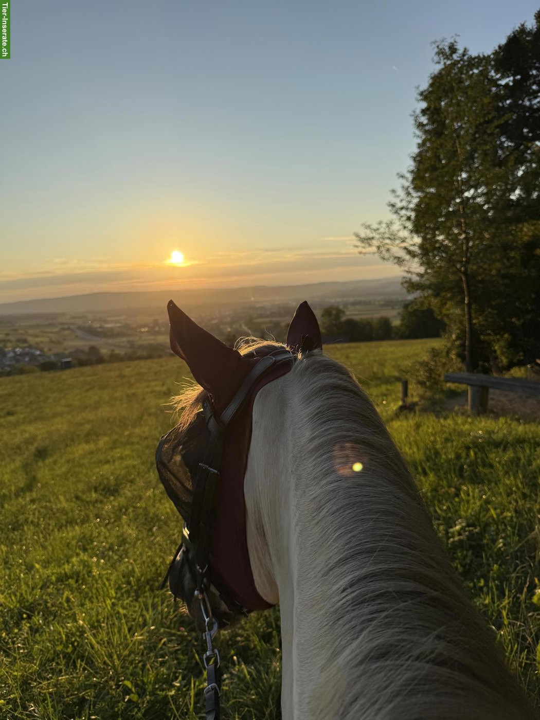 Bild 2: 3 Auslaufboxen frei in 4314 Zeiningen AG
