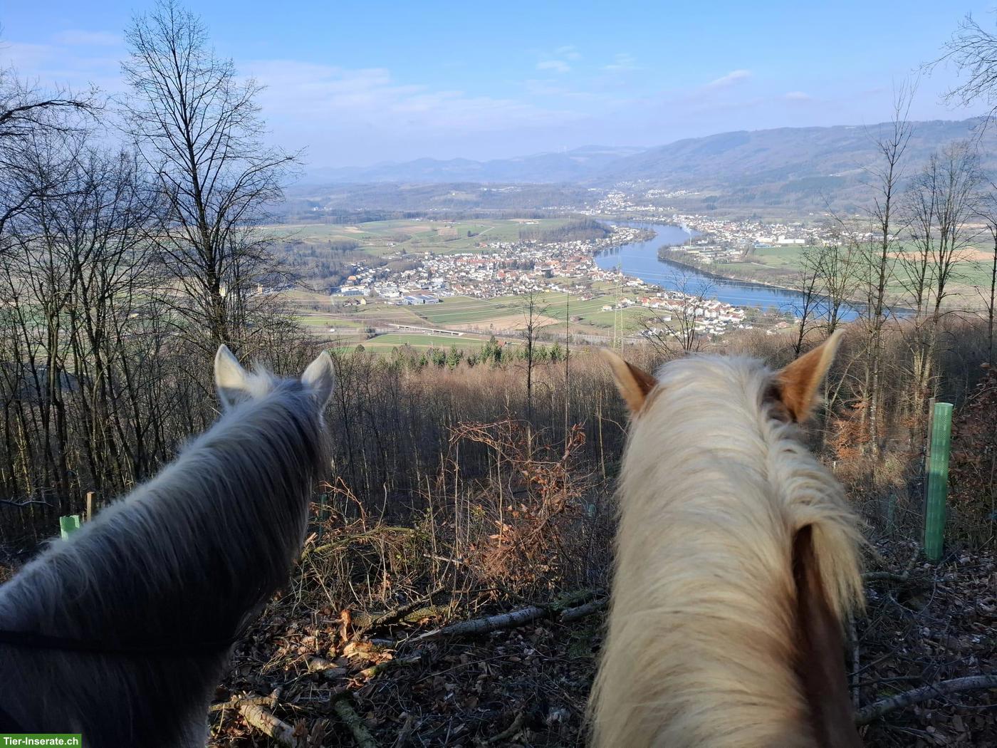 Bild 3: 3 Auslaufboxen frei in 4314 Zeiningen AG