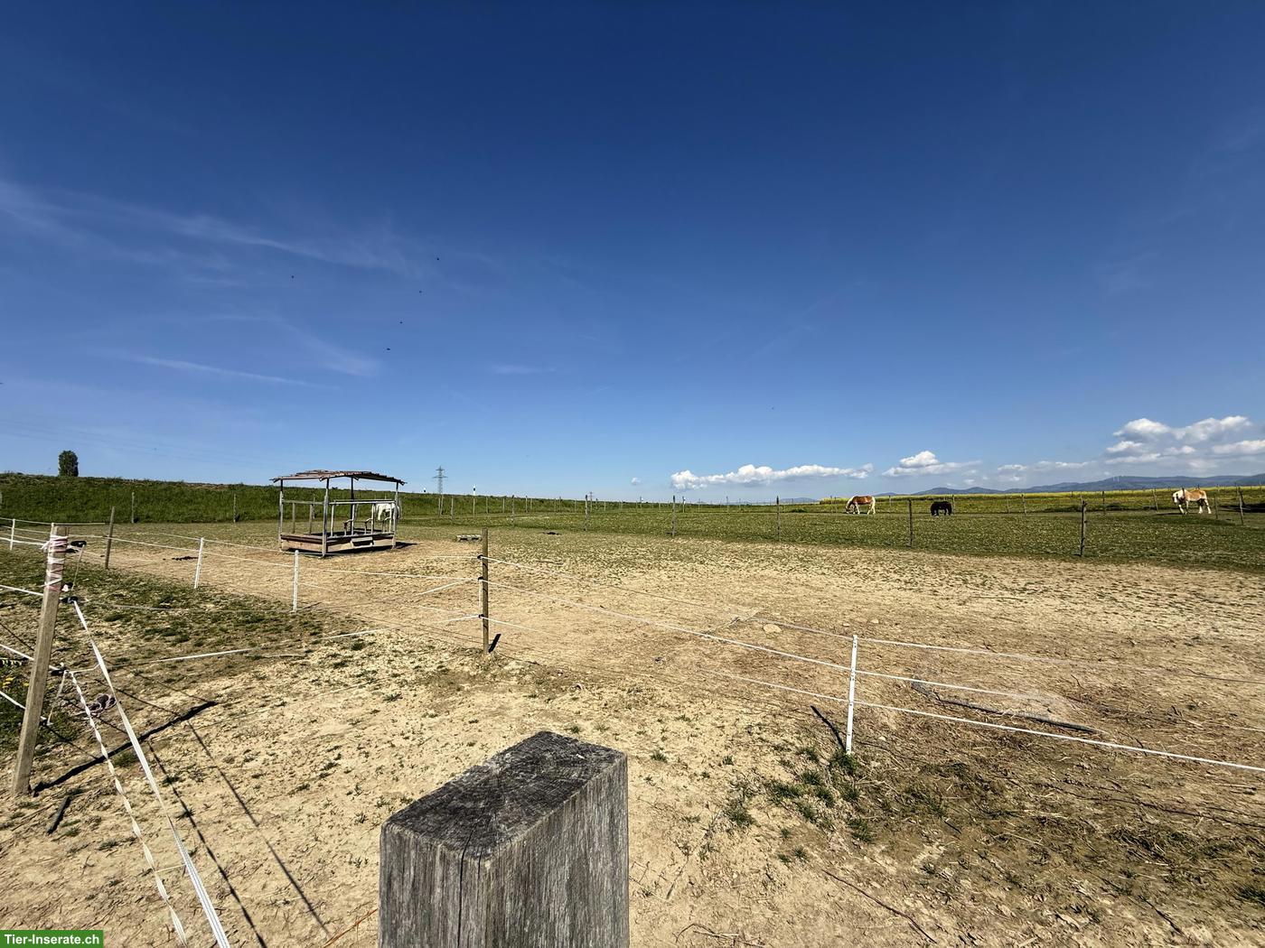 Bild 4: 3 Auslaufboxen frei in 4314 Zeiningen AG