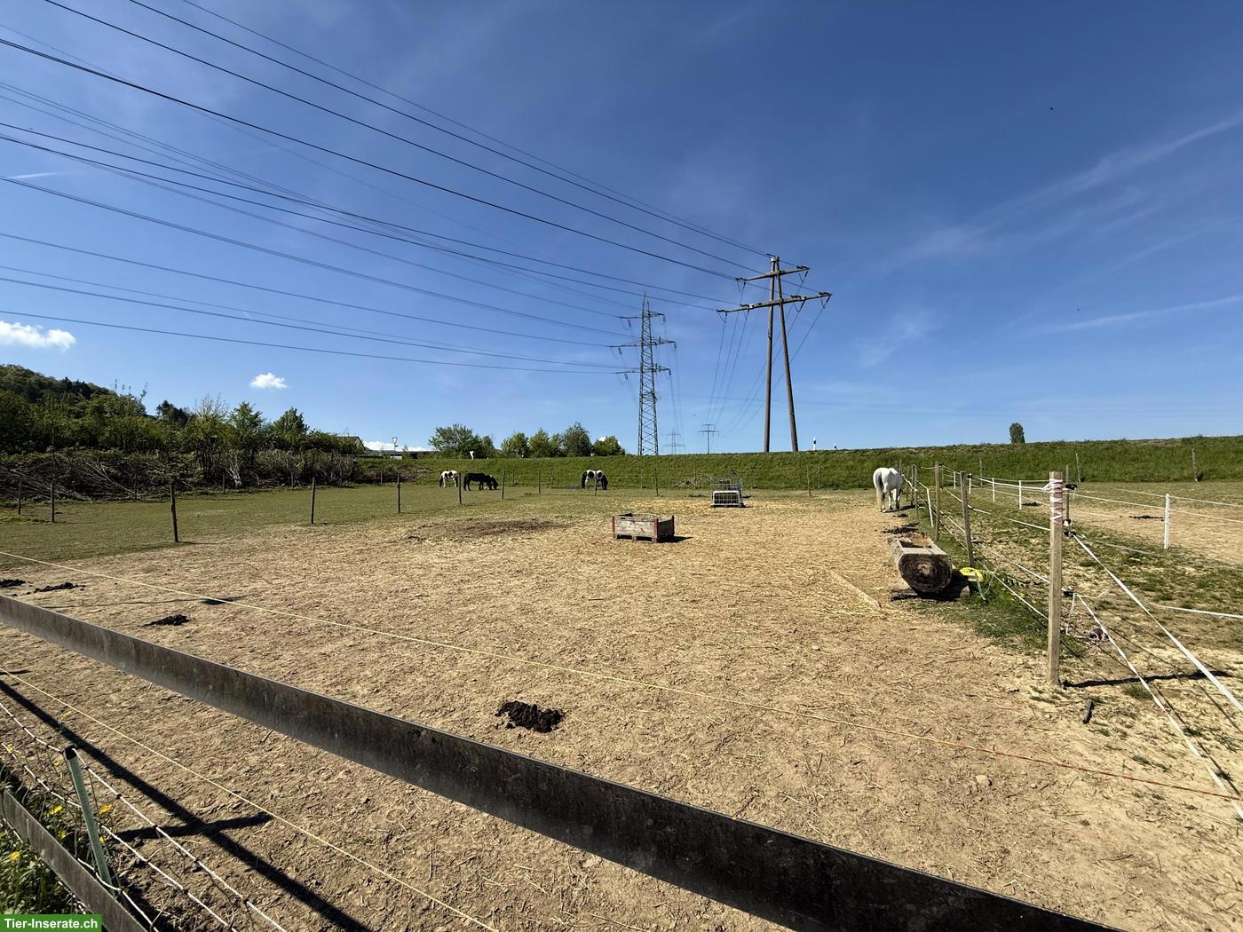 Bild 5: 3 Auslaufboxen frei in 4314 Zeiningen AG