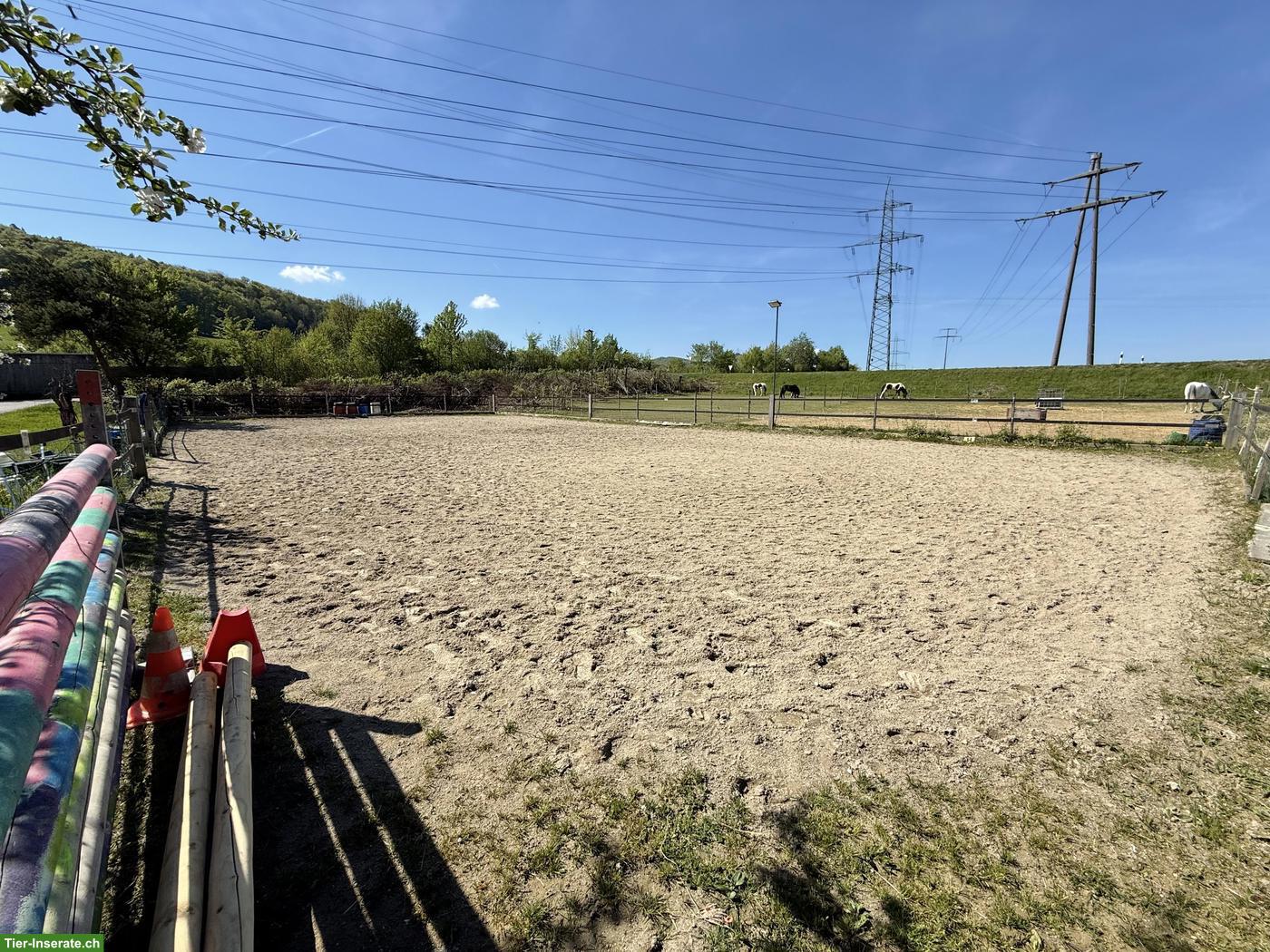 Bild 6: 3 Auslaufboxen frei in 4314 Zeiningen AG