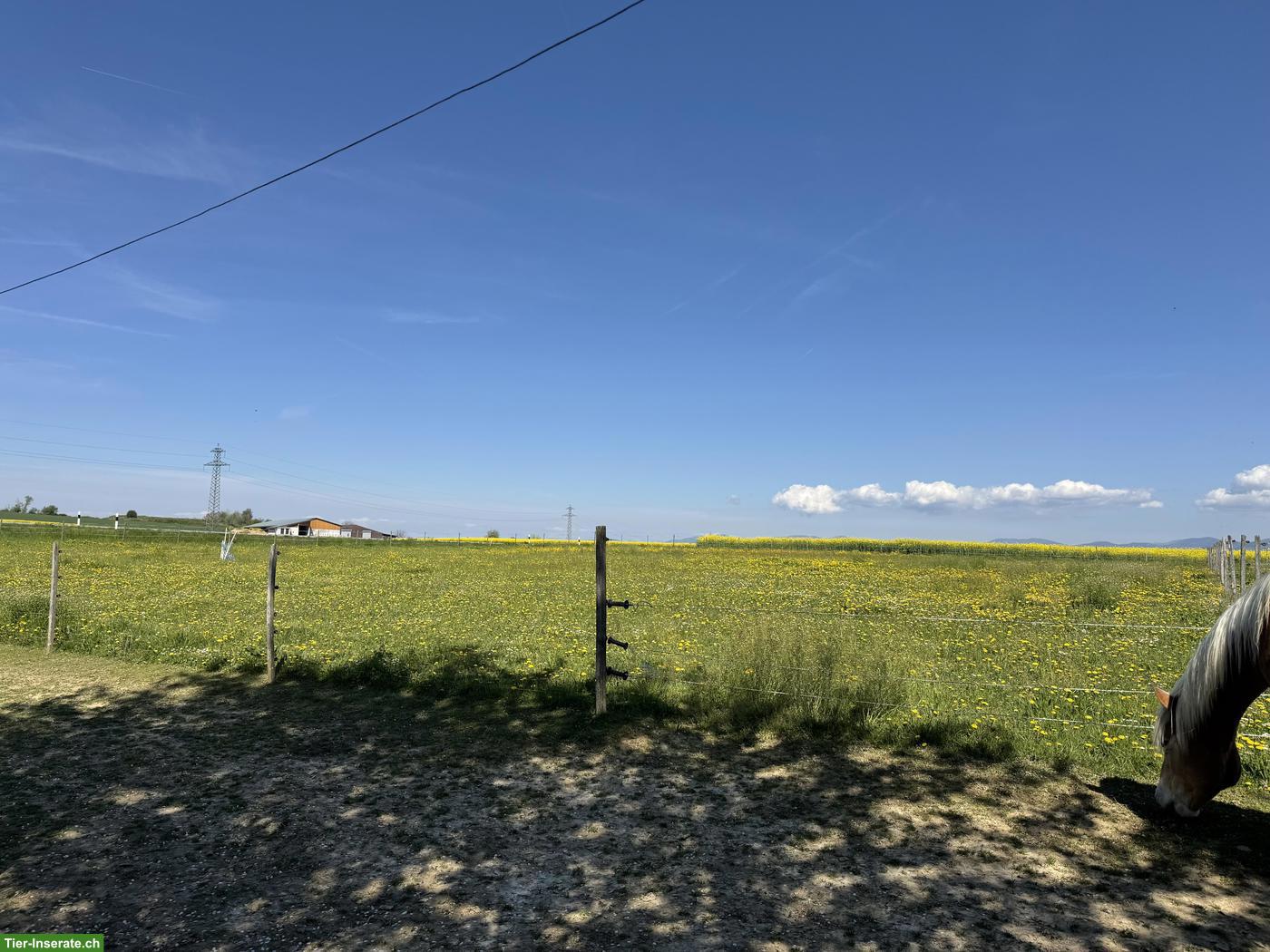 Bild 7: 3 Auslaufboxen frei in 4314 Zeiningen AG