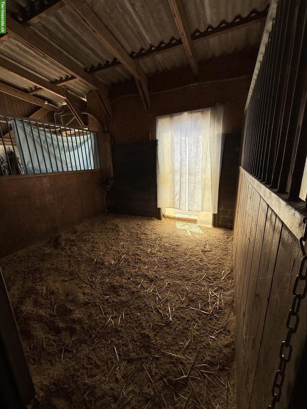 Bild 8: 3 Auslaufboxen frei in 4314 Zeiningen AG