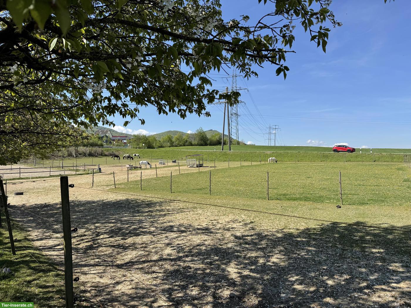 Bild 9: 3 Auslaufboxen frei in 4314 Zeiningen AG