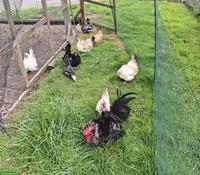 Bruteier von Serama Hühner zu verkaufen