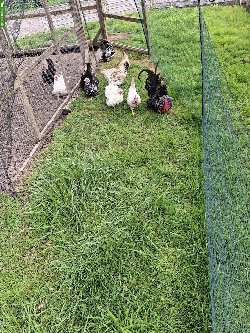 Bild 2: Bruteier von Serama Hühner zu verkaufen