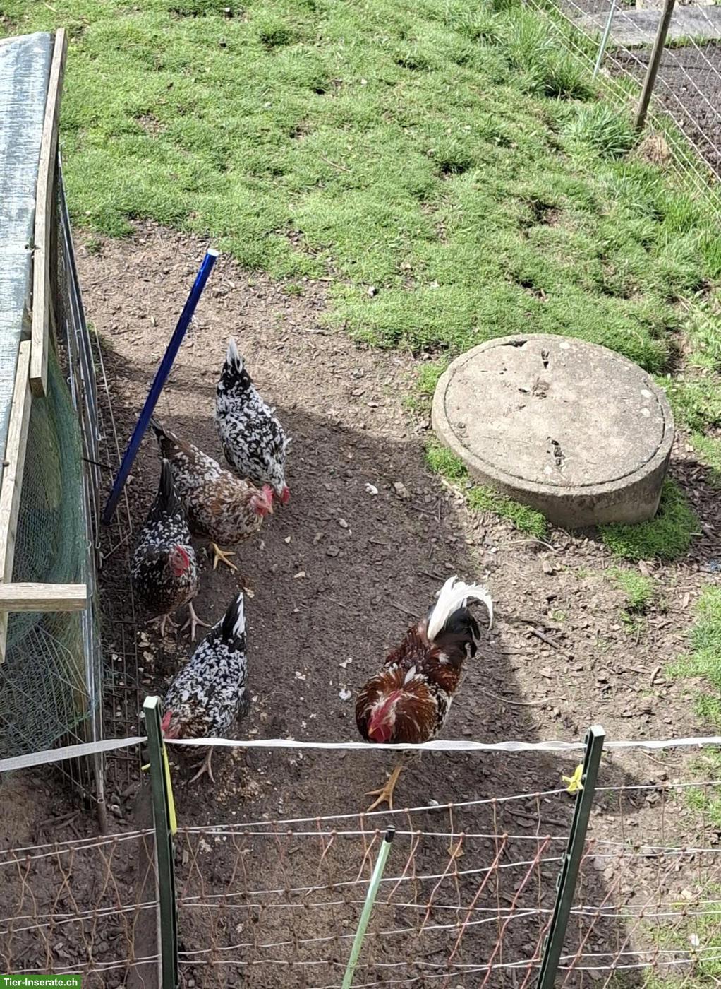 Bruteier Schwedische Blumenhühner