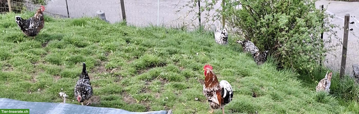 Bild 2: Bruteier Schwedische Blumenhühner