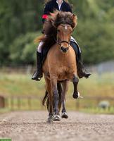 Islandpferde Stute zu verkaufen - Platz vor Preis