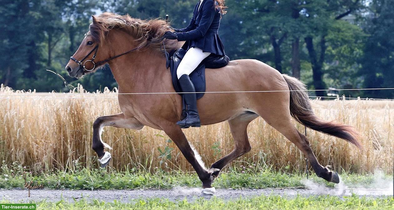 Bild 2: Islandpferde Stute zu verkaufen - Platz vor Preis