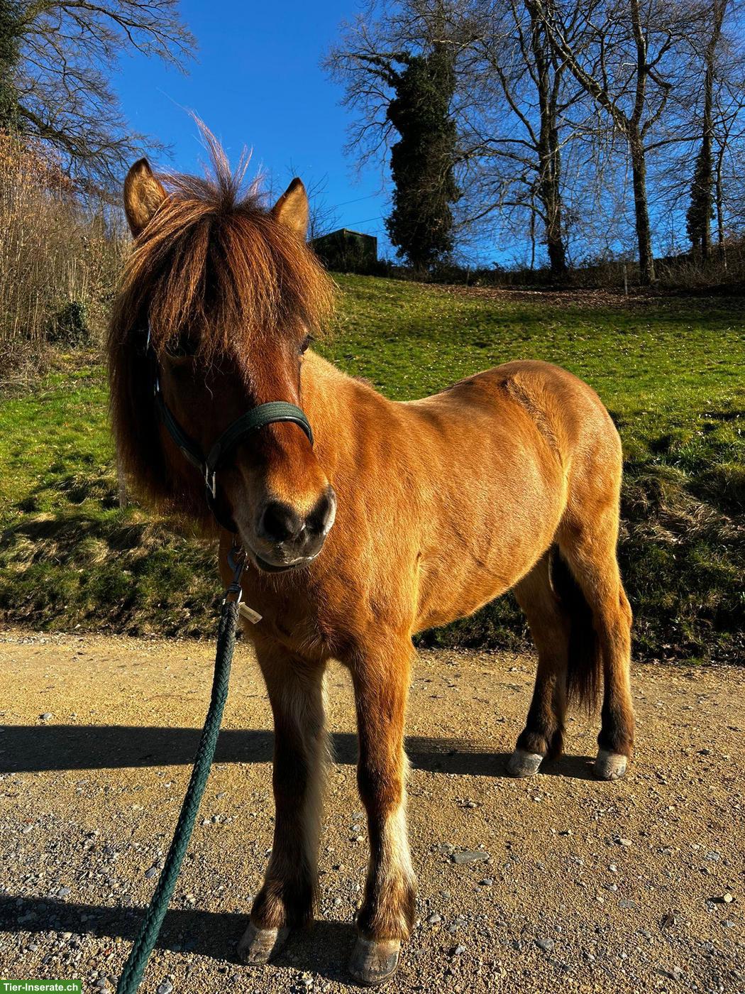 Bild 3: Islandpferde Stute zu verkaufen - Platz vor Preis