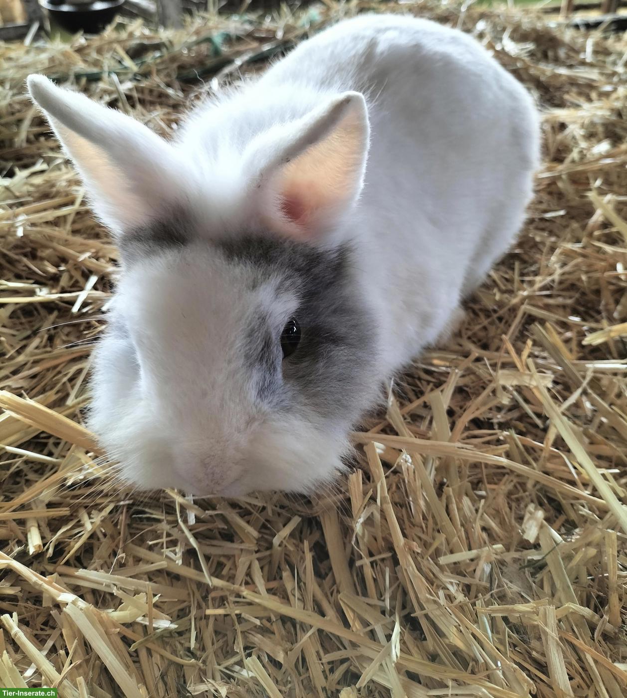 Zwerg Löwenkopf Kaninchen, männlich