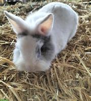 Zwerg Löwenkopf Kaninchen, männlich