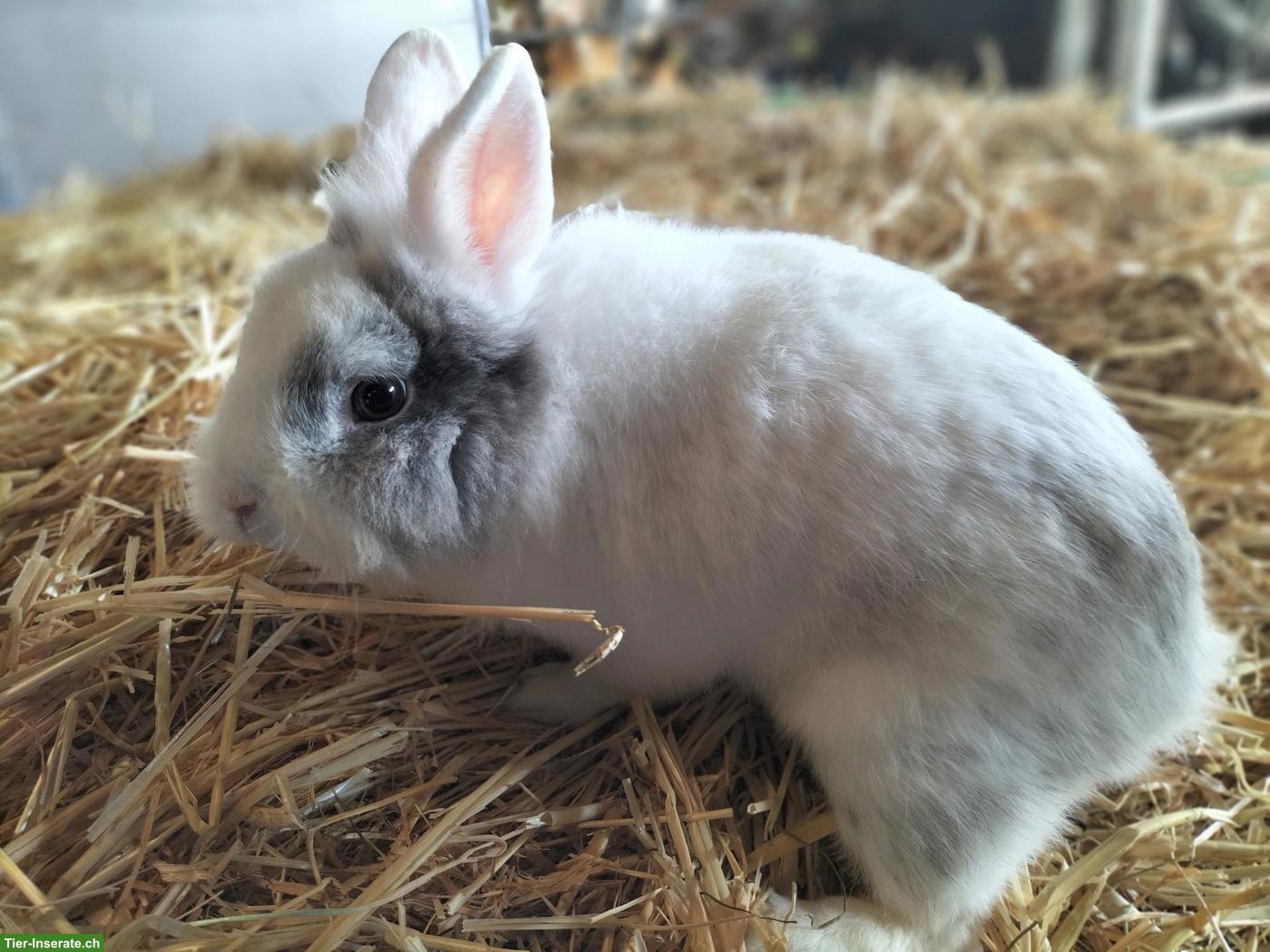 Bild 2: Zwerg Löwenkopf Kaninchen, männlich