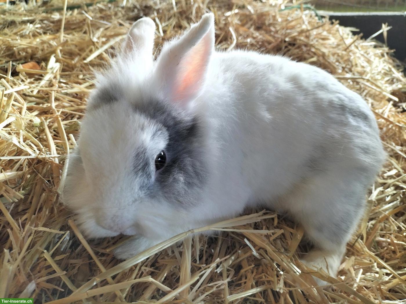 Bild 3: Zwerg Löwenkopf Kaninchen, männlich