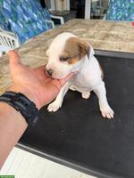 American Staffordshire Terrier Welpen