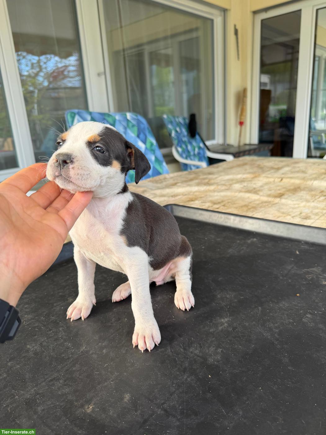 Bild 2: American Staffordshire Terrier Welpen