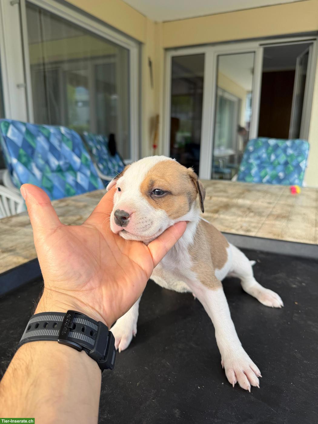 Bild 3: American Staffordshire Terrier Welpen