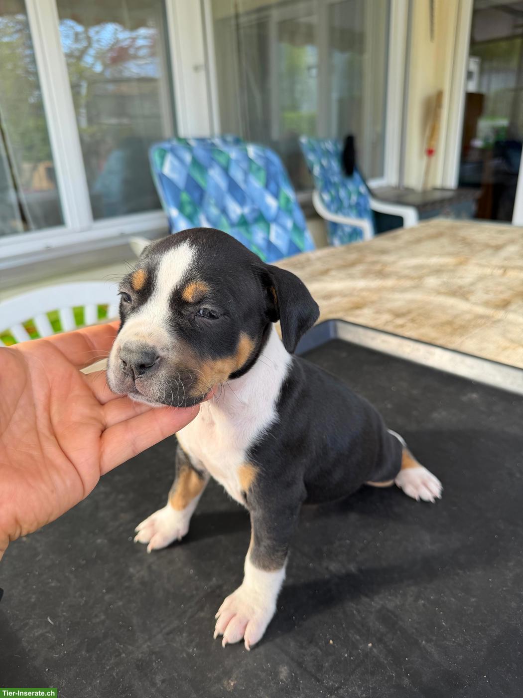 Bild 4: American Staffordshire Terrier Welpen