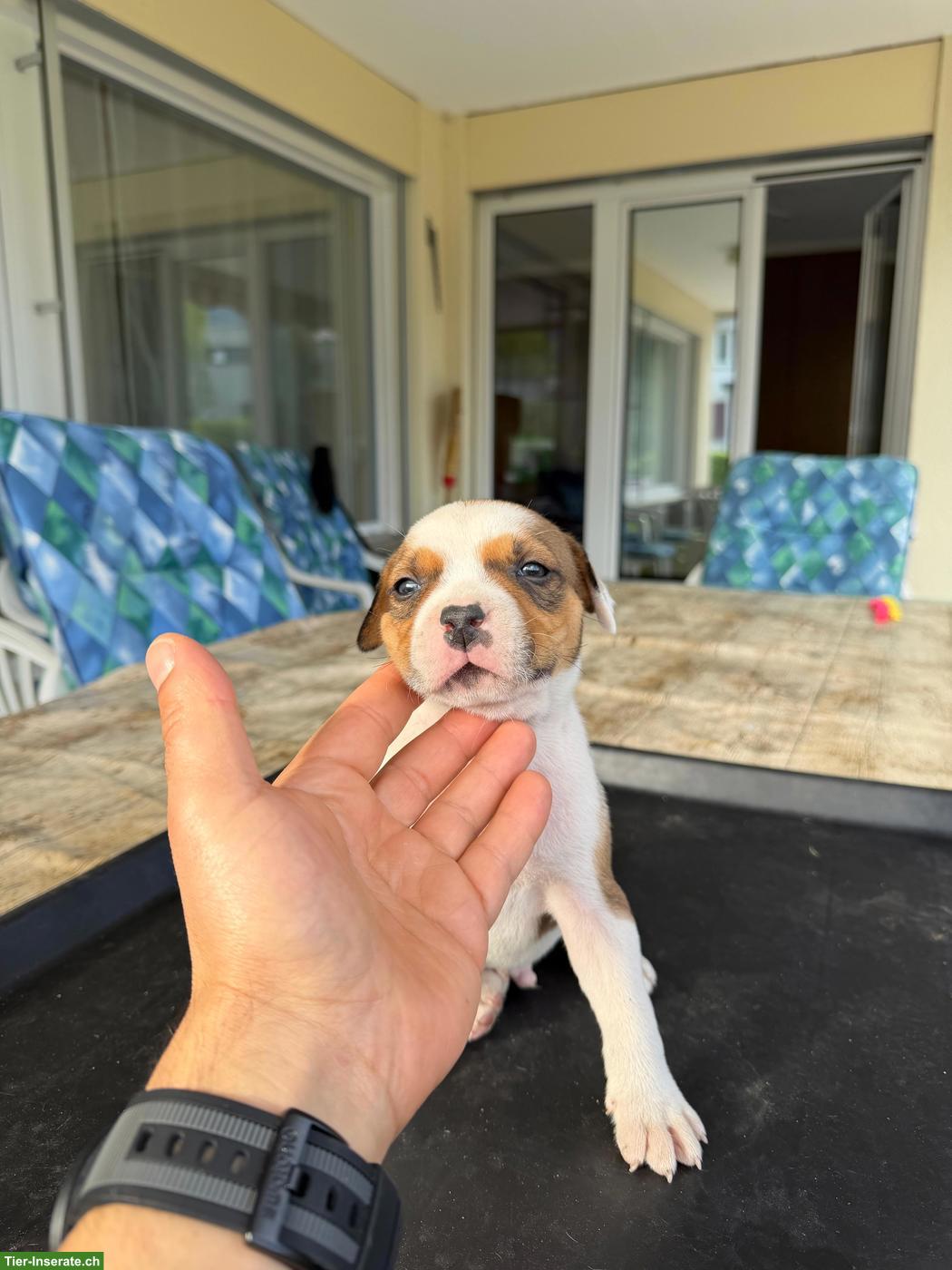 Bild 5: American Staffordshire Terrier Welpen