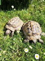 Griechische Landschildkröten suchen artgerechtes Zuhause