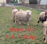 Krainer Steinschaf Zuchtbock, bayer. Herdbuch, Scrapie-Genotyp G1