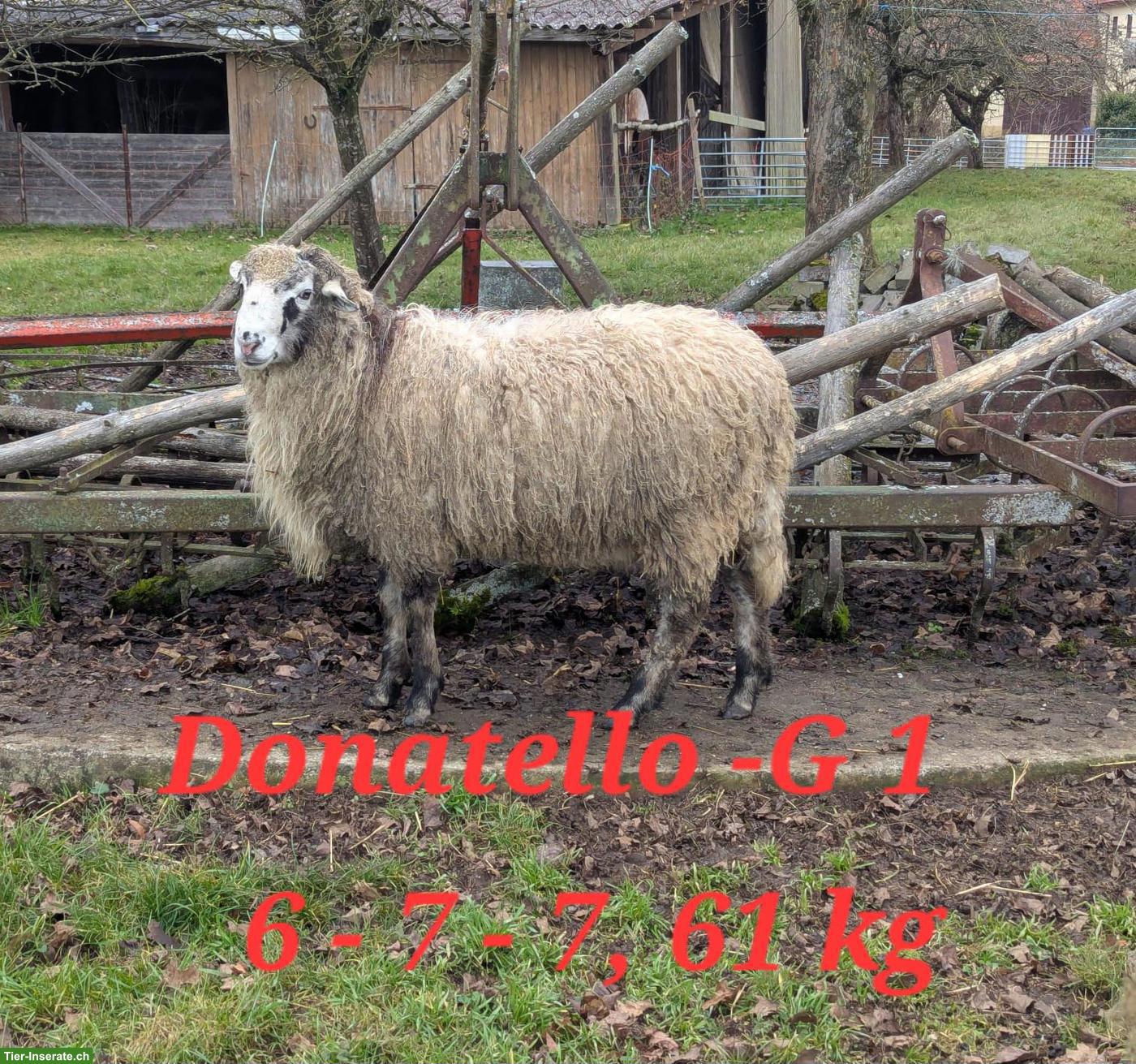 Bild 2: Krainer Steinschaf Zuchtbock, bayer. Herdbuch, Scrapie-Genotyp G1