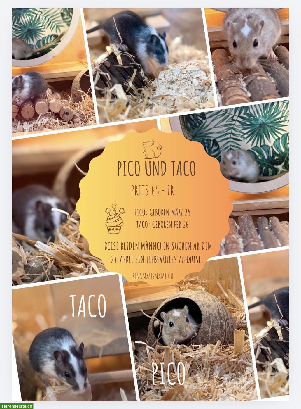 Rennmaus Männchen: Pico und Taco