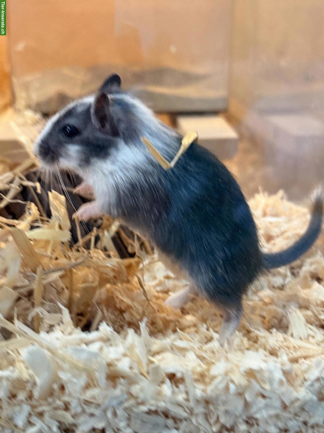 Bild 2: Rennmaus Männchen: Pico und Taco